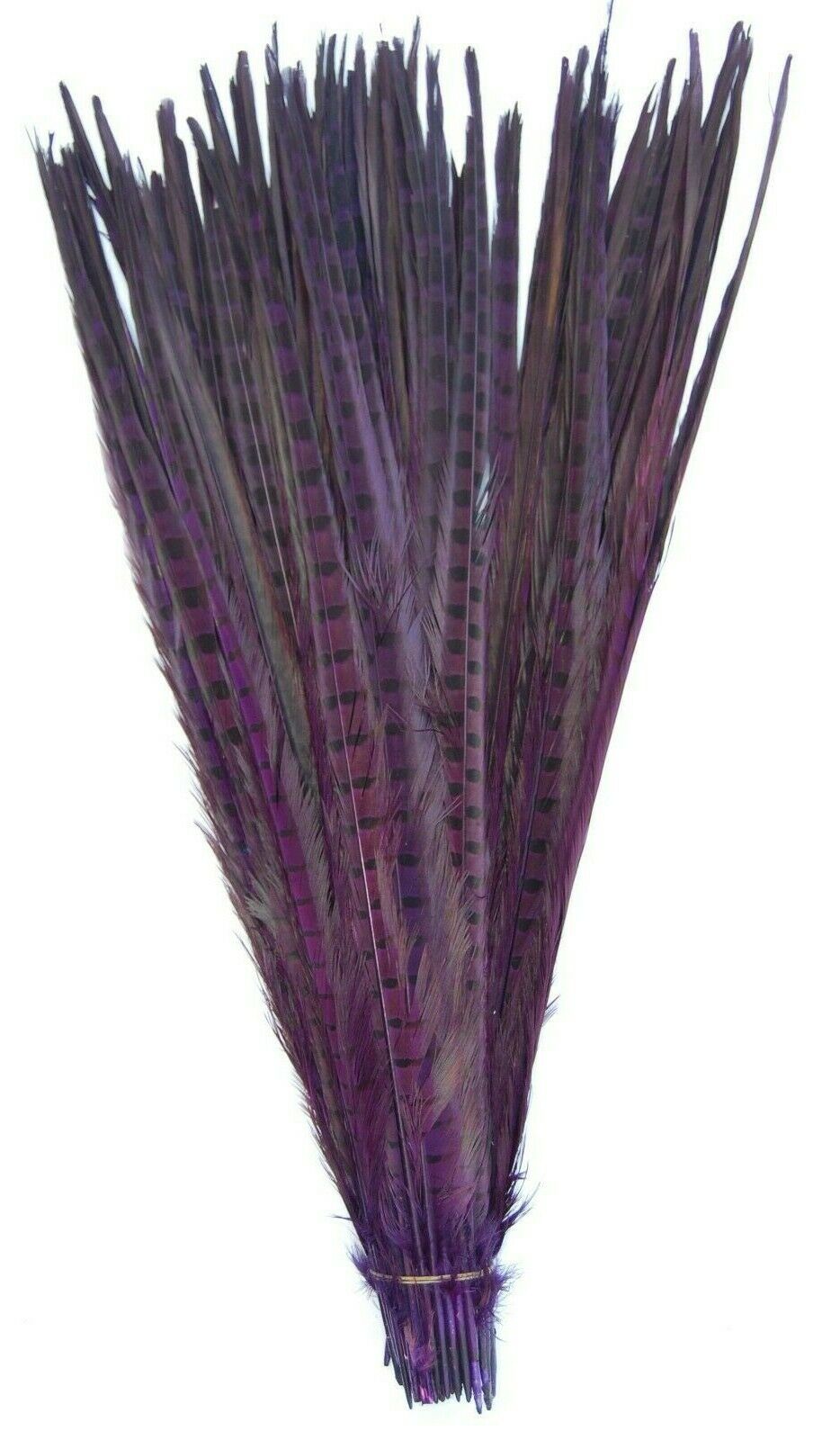 A group of purple pheasant tail feathers