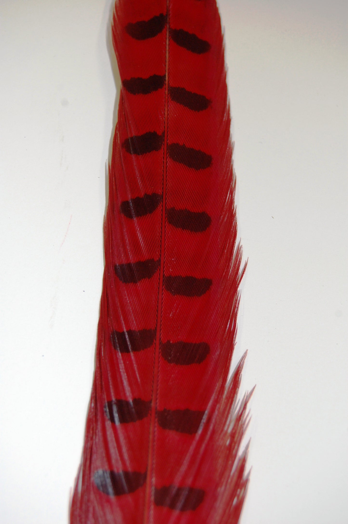A close up of a red dyed pheasant feather
