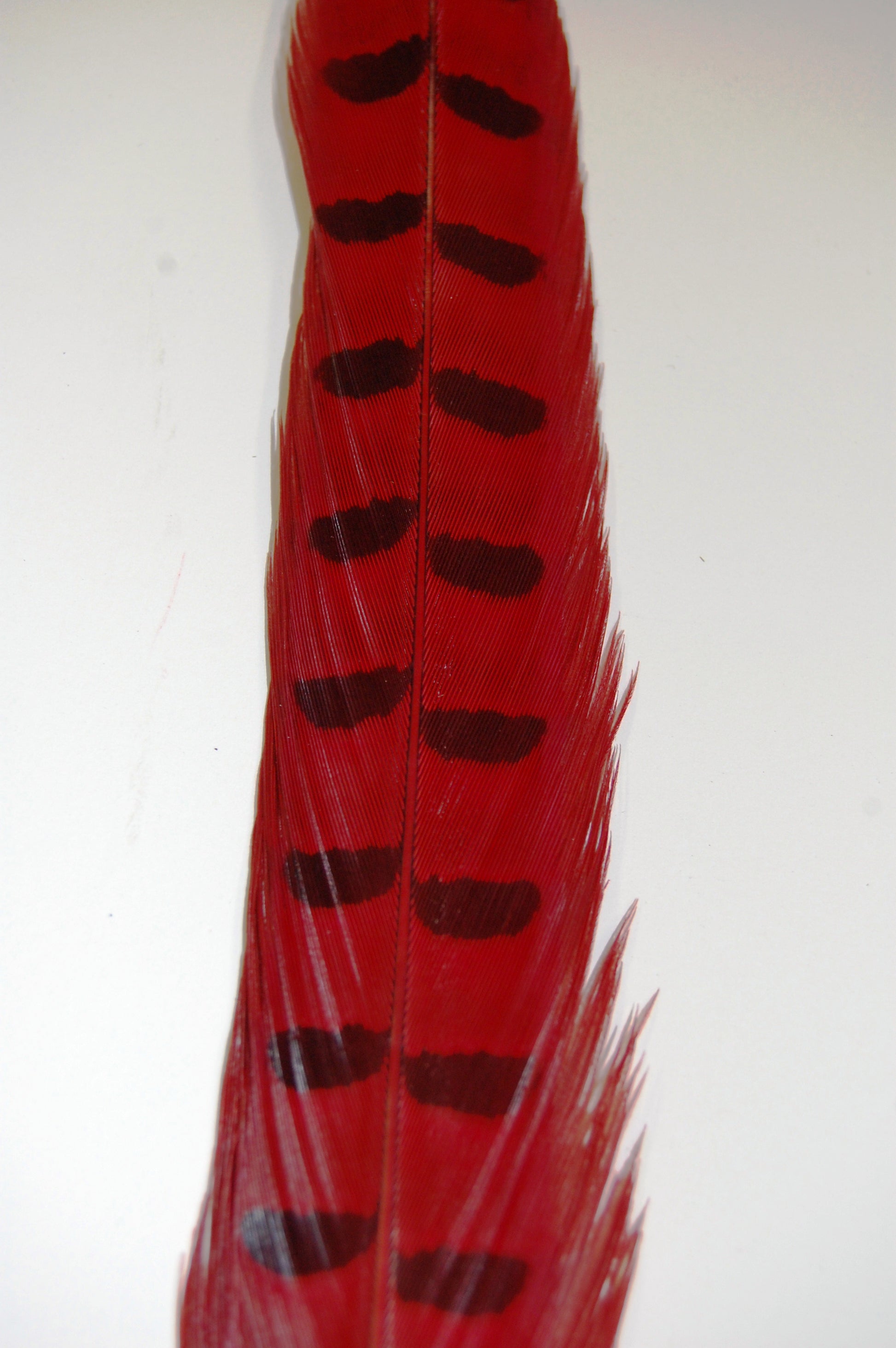 A close up of a red dyed pheasant feather