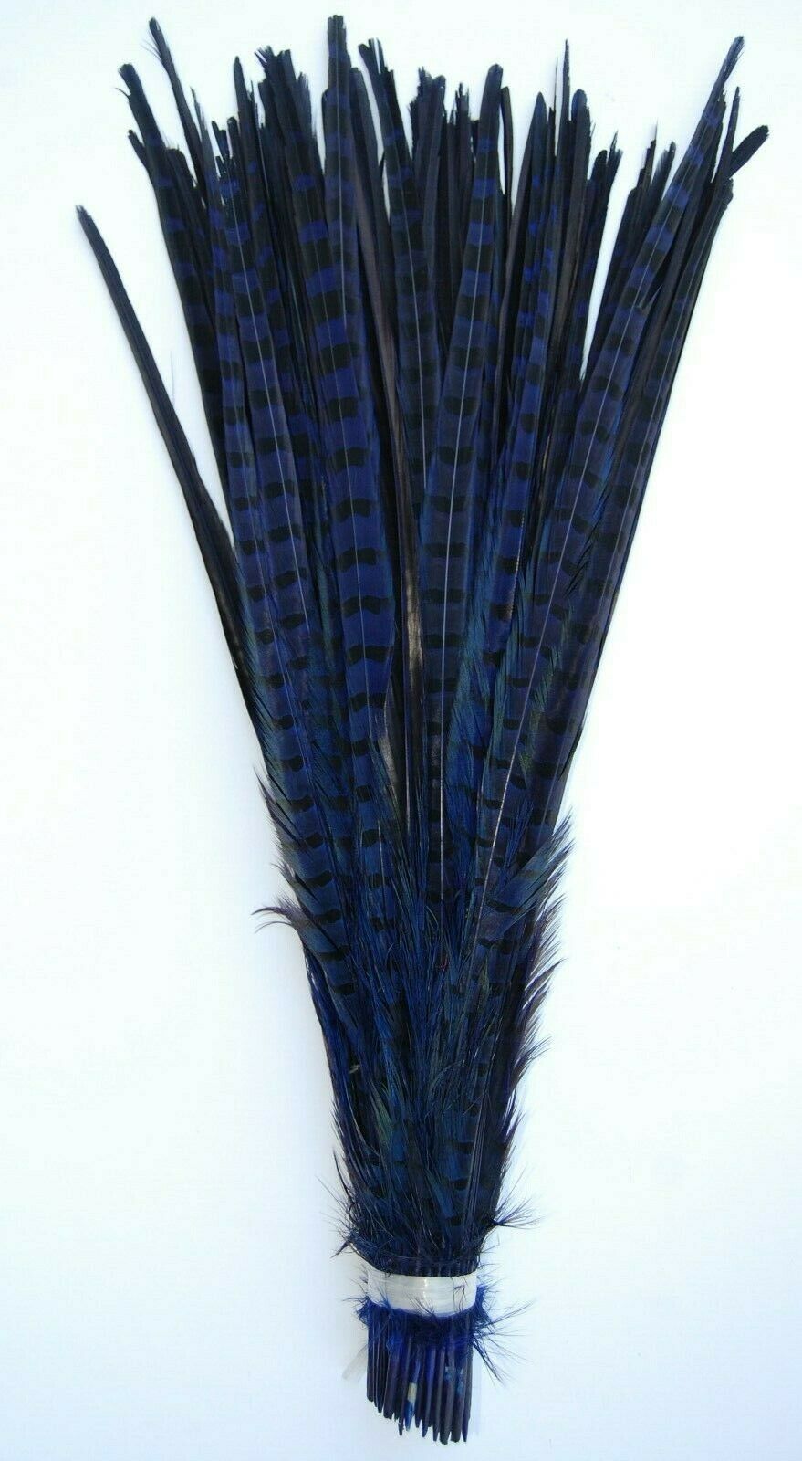 A group of royal pheasant tail feathers