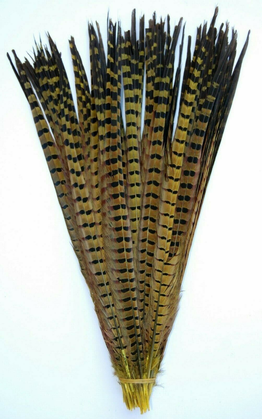 A group of yellow pheasant tail feathers