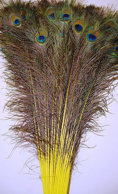 Peacock Tails Dyed 30-45"