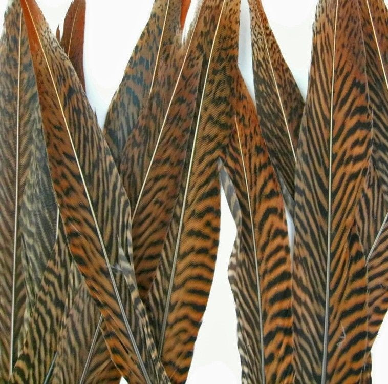 Golden Pheasant Tails 4-30"