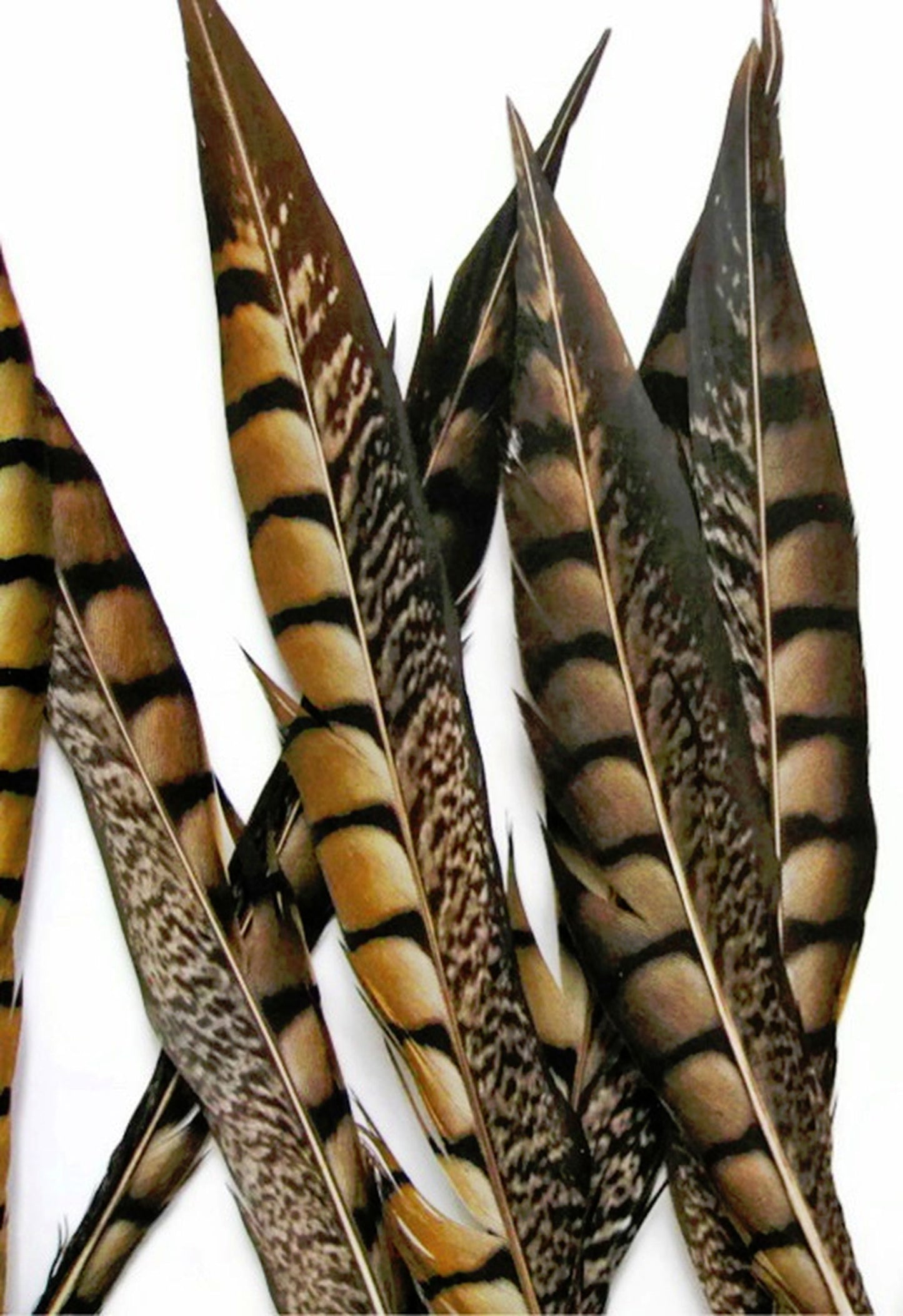 Lady Amherst Pheasant Tails 4-50"