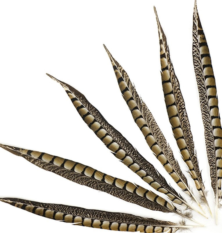 Lady Amherst Pheasant Tails 4-50"