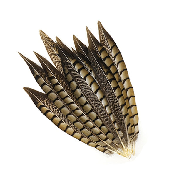 Lady Amherst Pheasant Tails 4-50"