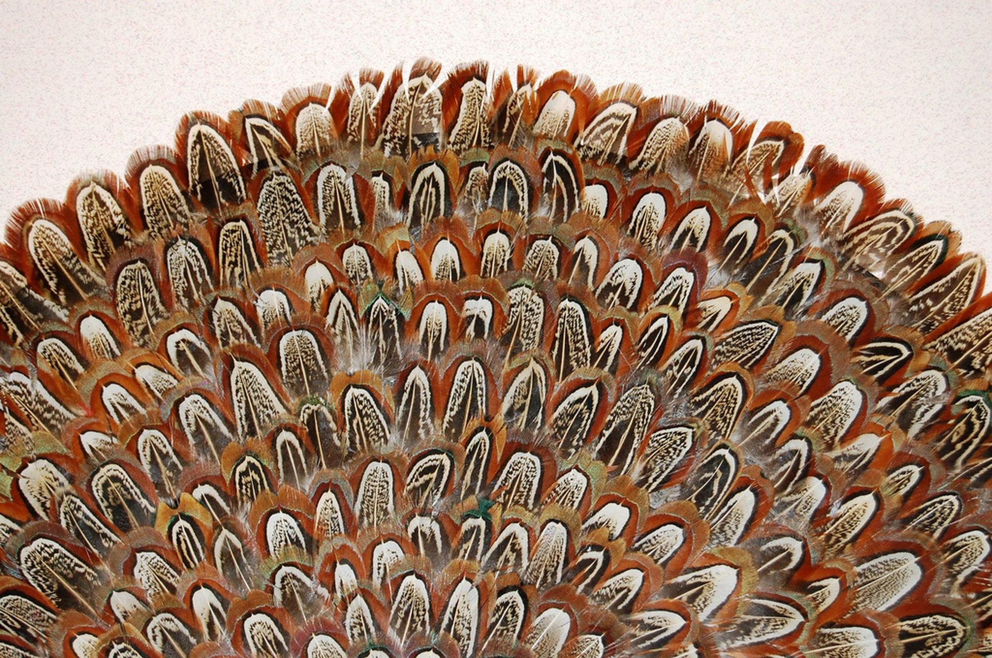 Close up view of Pheasant Feather Placemat
