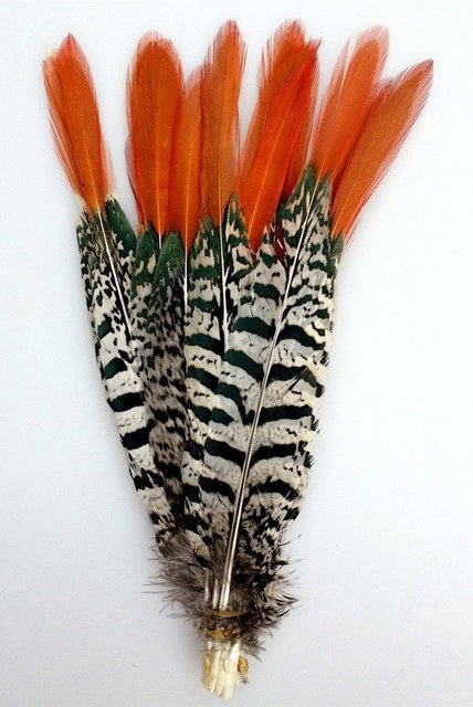 Lady Amherst Pheasant Tails Red Tip 4-12"