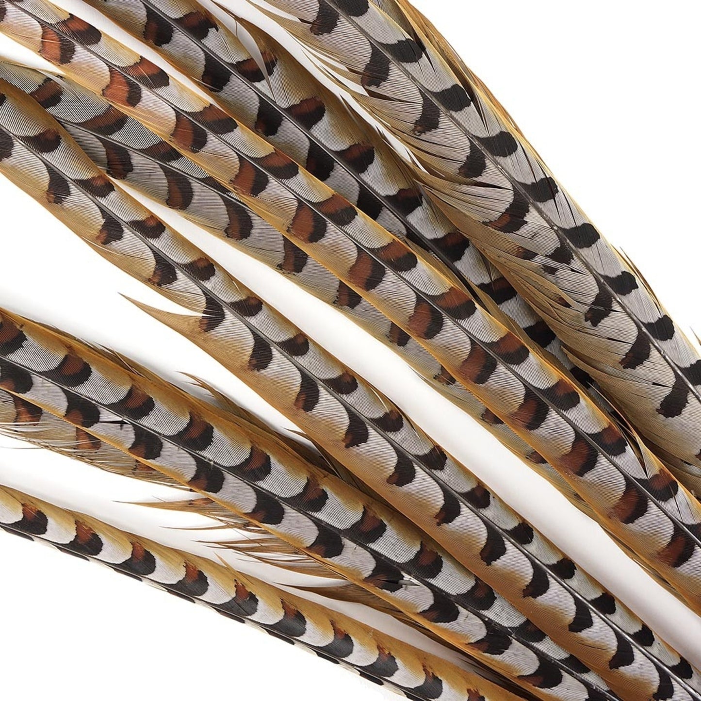 Reeves Pheasant Tails 4-60"