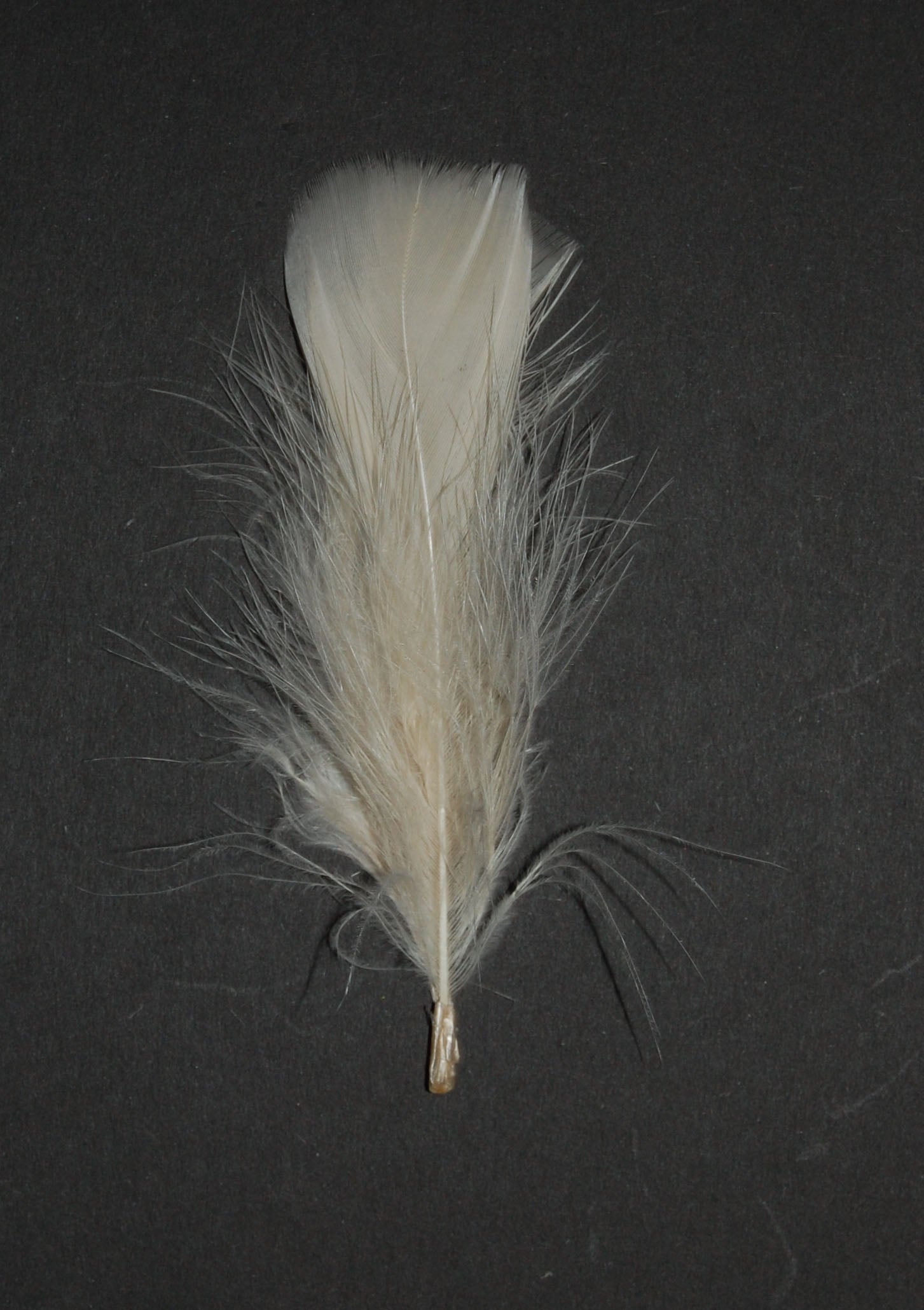 beige turkey plumage on black background