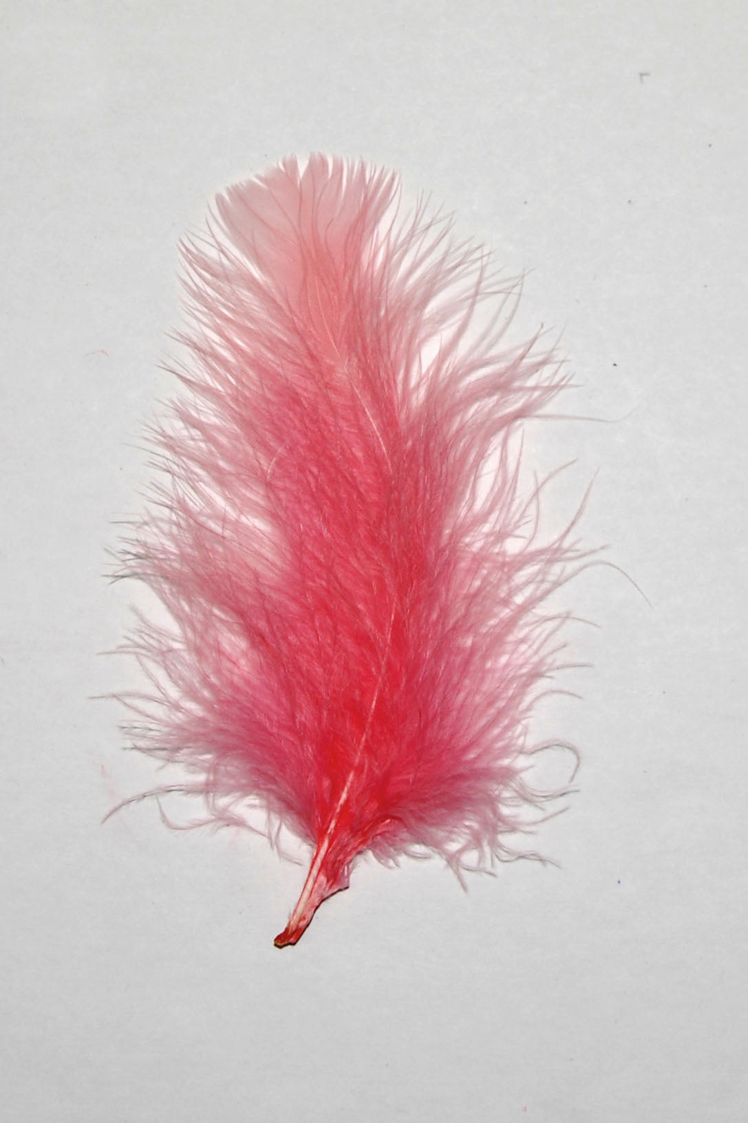 coral turkey plumage