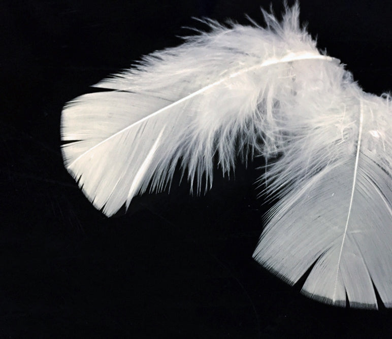 ivory colored turkey plumage