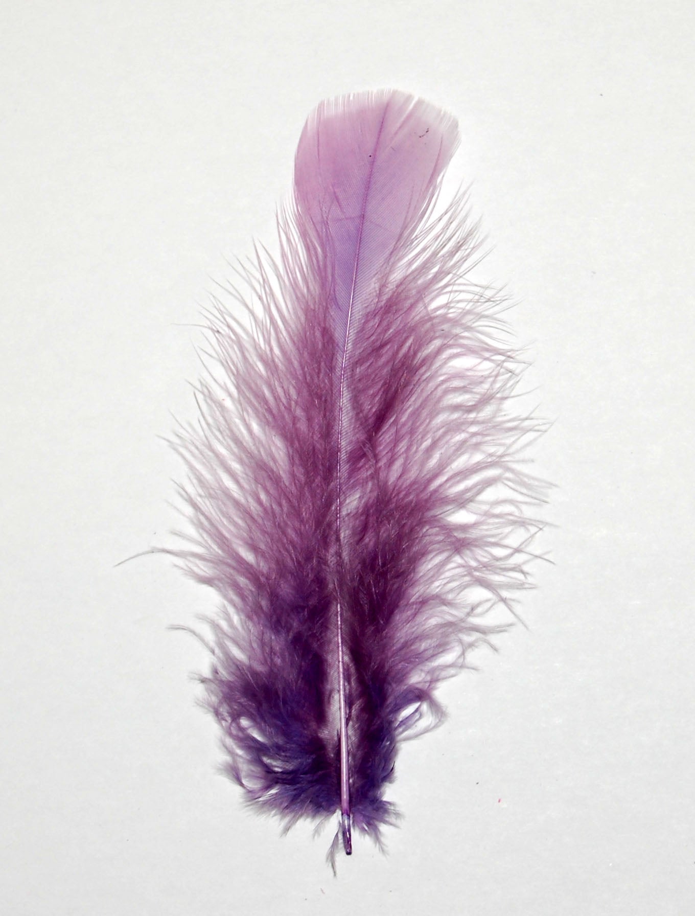 lavender turkey plumage by eskay feathers