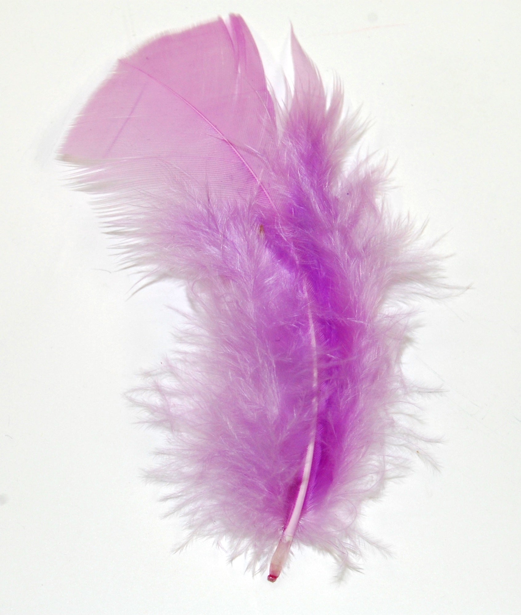 lilac turkey plumage