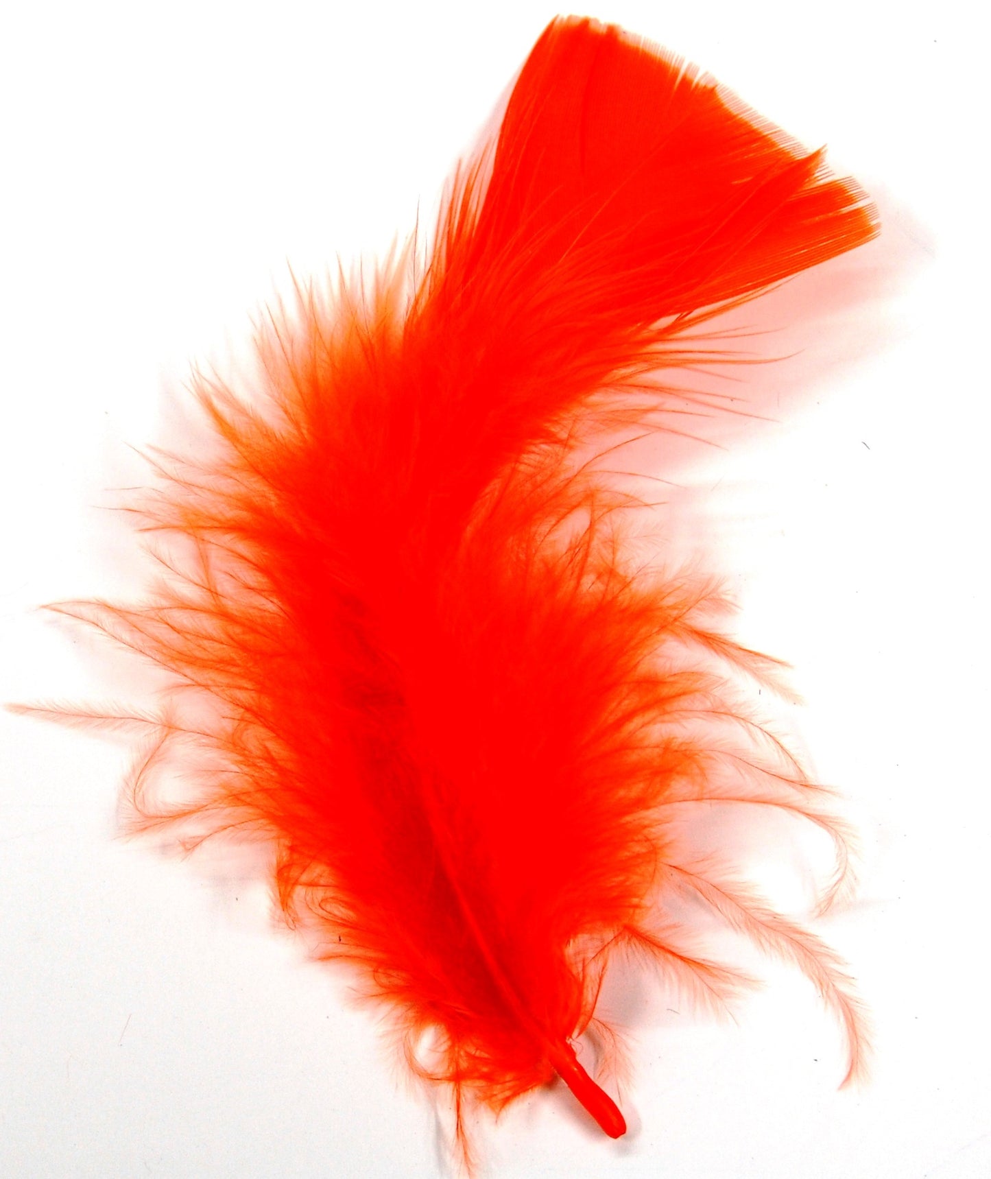 orange turkey plumage close up on white