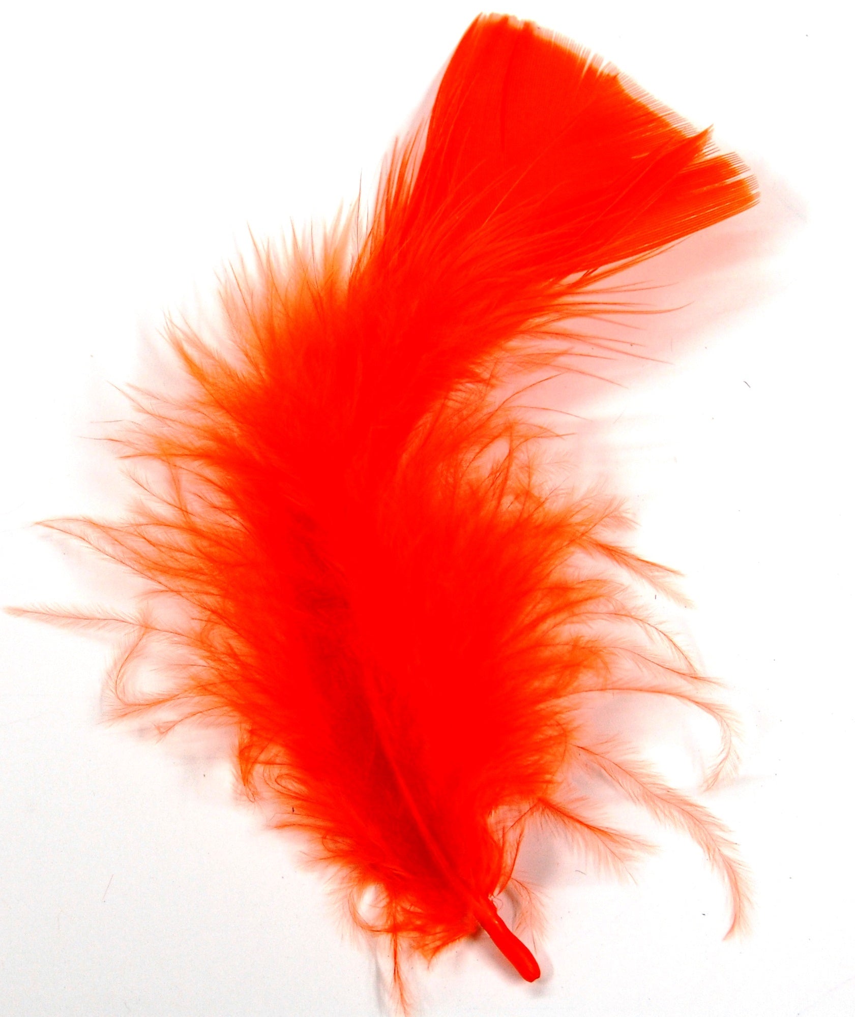 orange turkey plumage close up on white