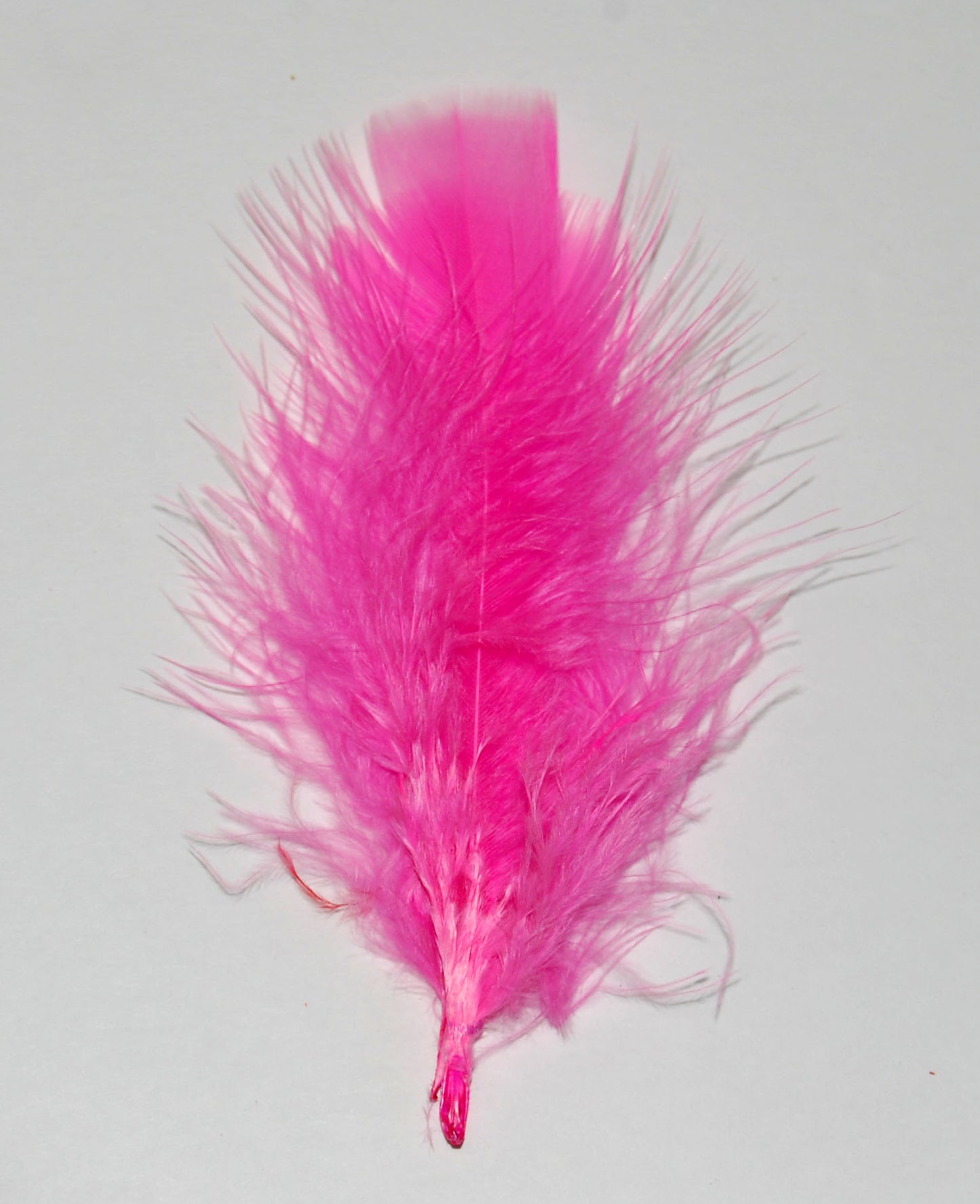 shocking pink turkey plumage on white