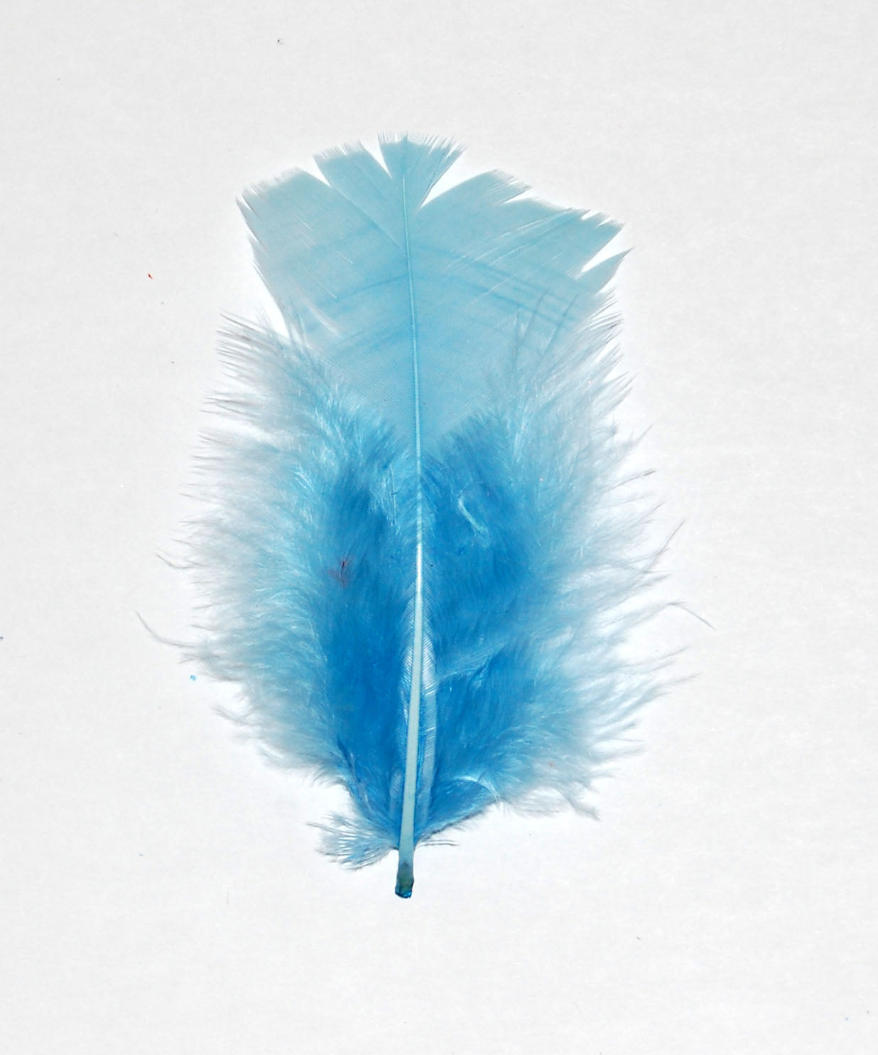 sky blue turkey plumage