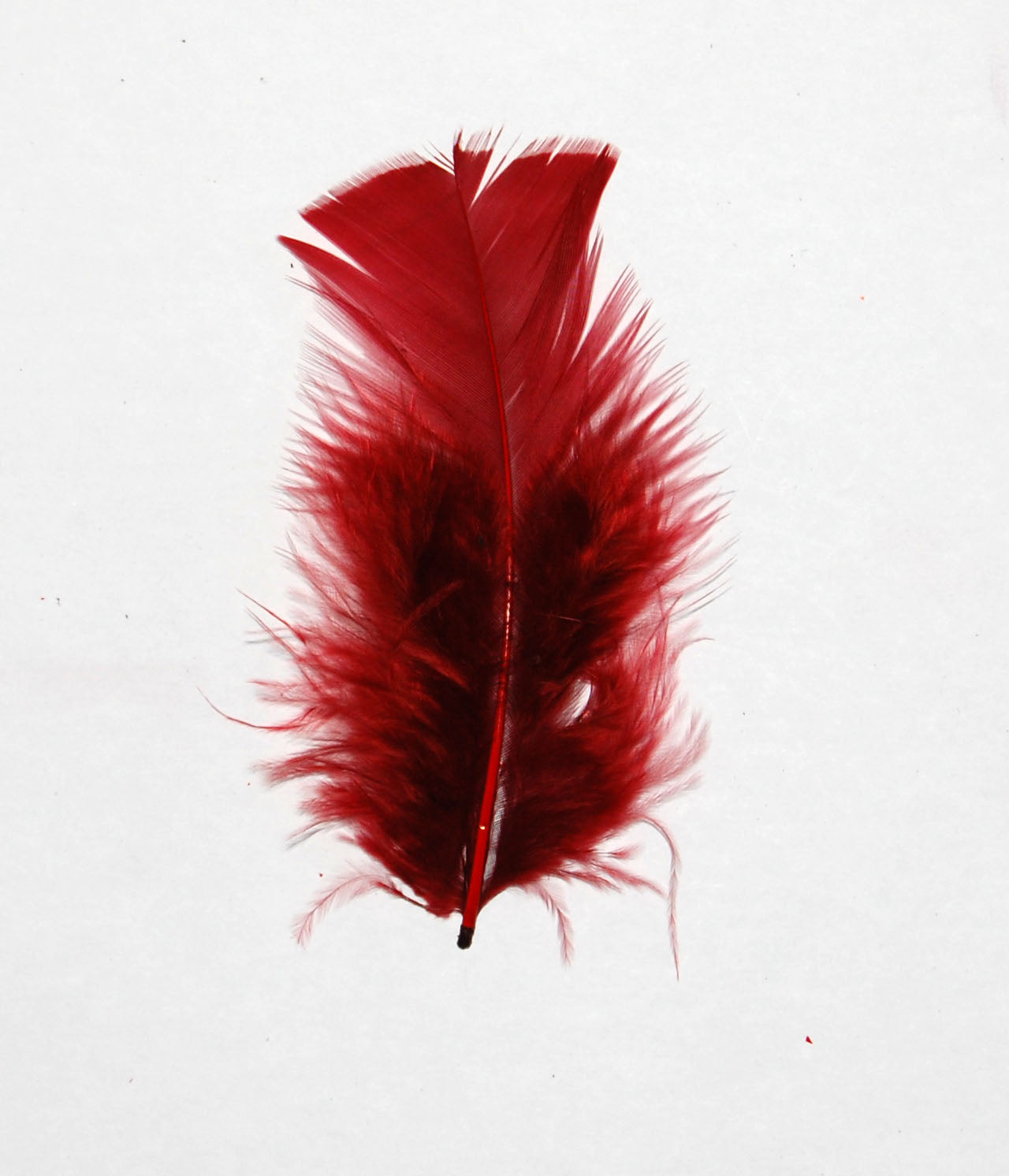 wine colored turkey plumage from eskay feathers