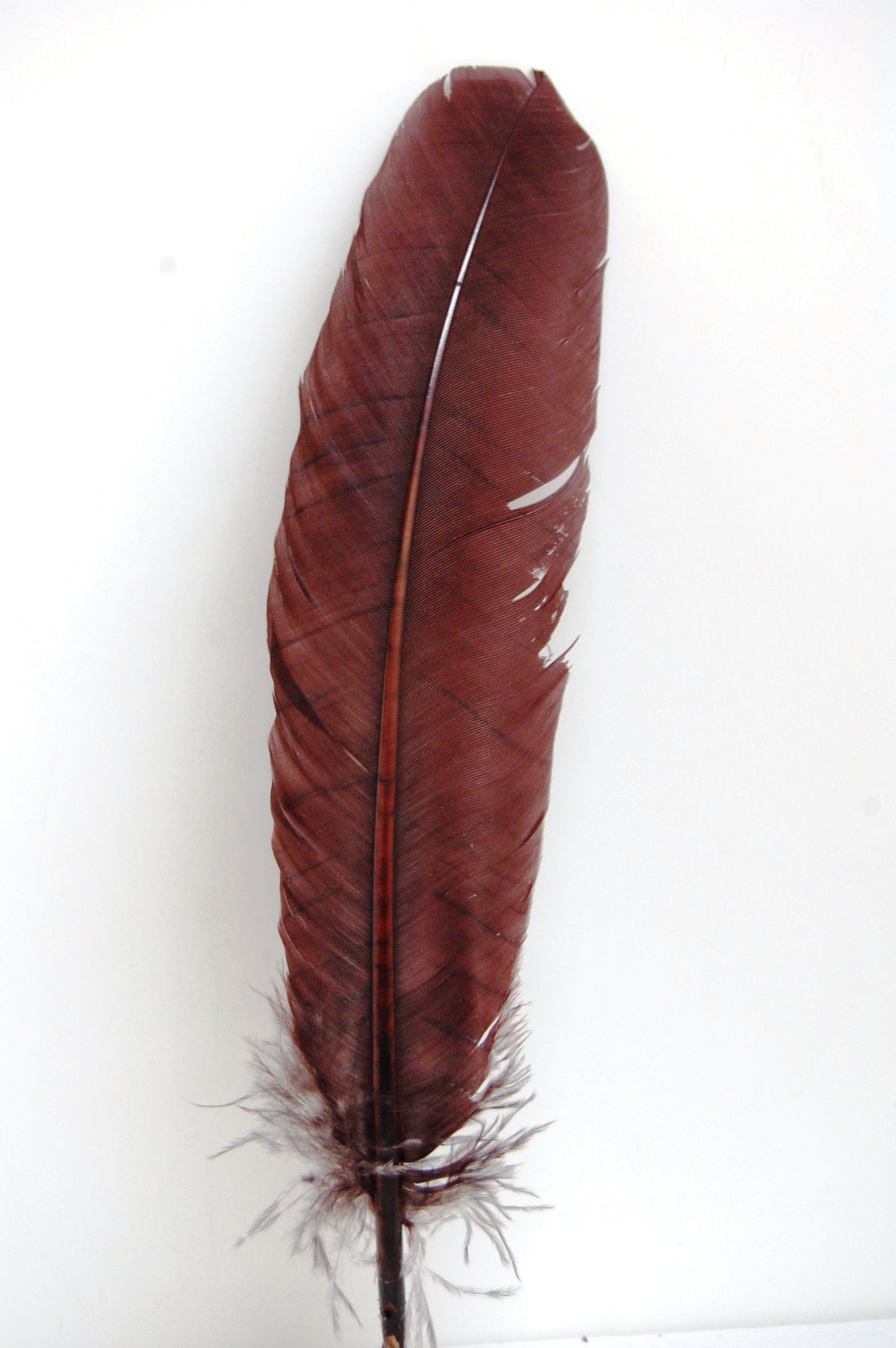 a brown turkey quill