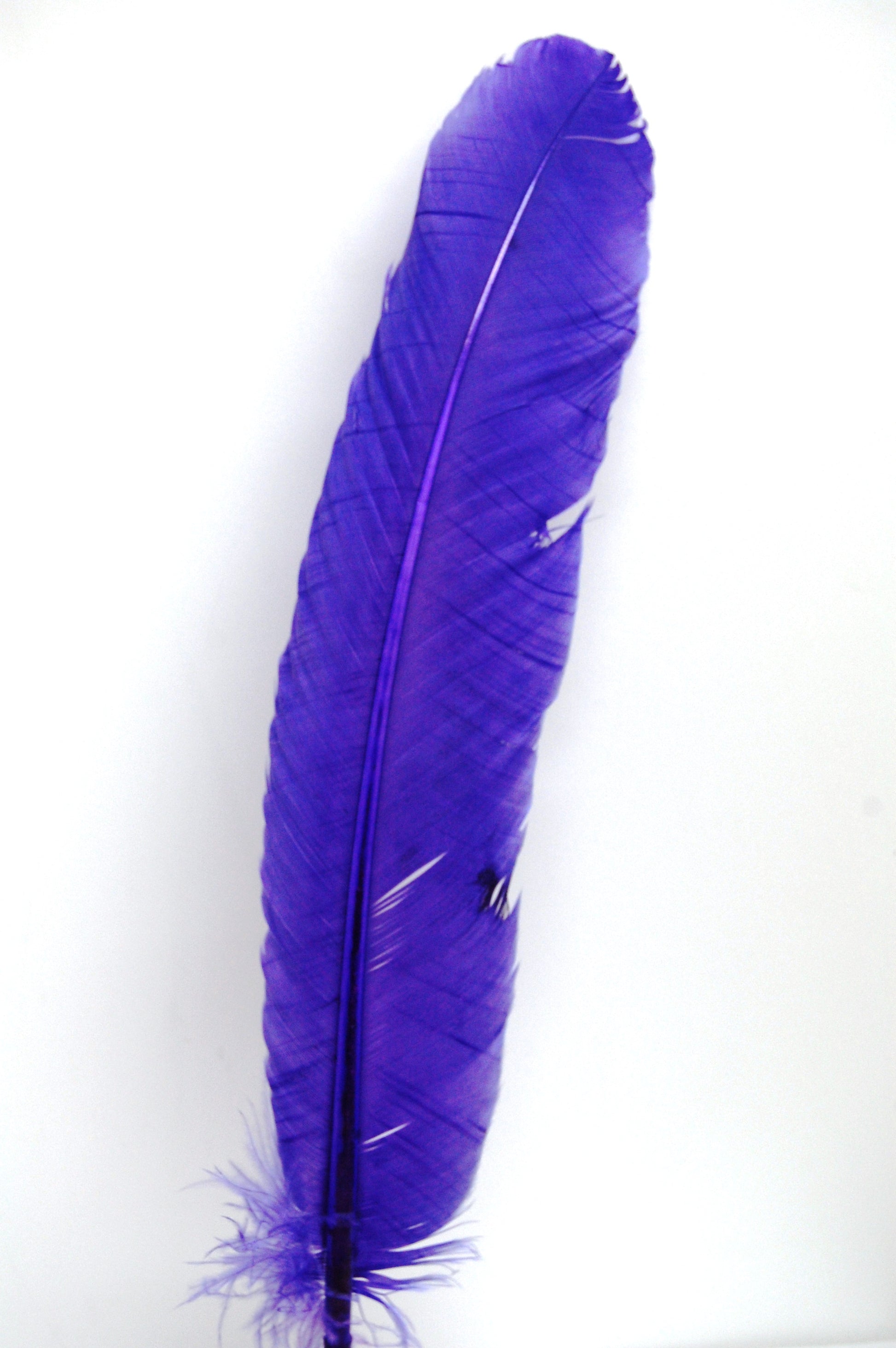 a purple turkey quill