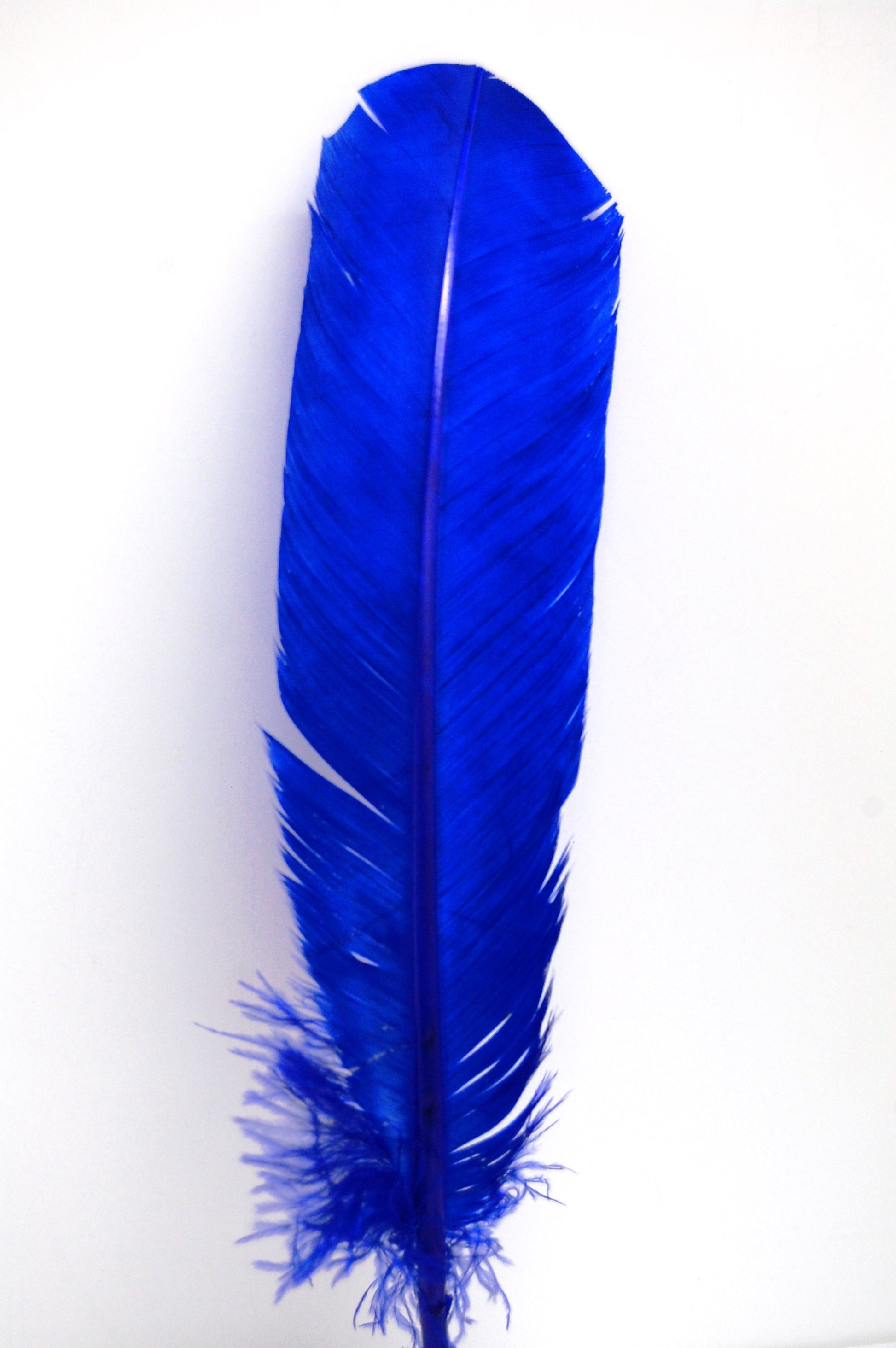a royal colored turkey quill 
