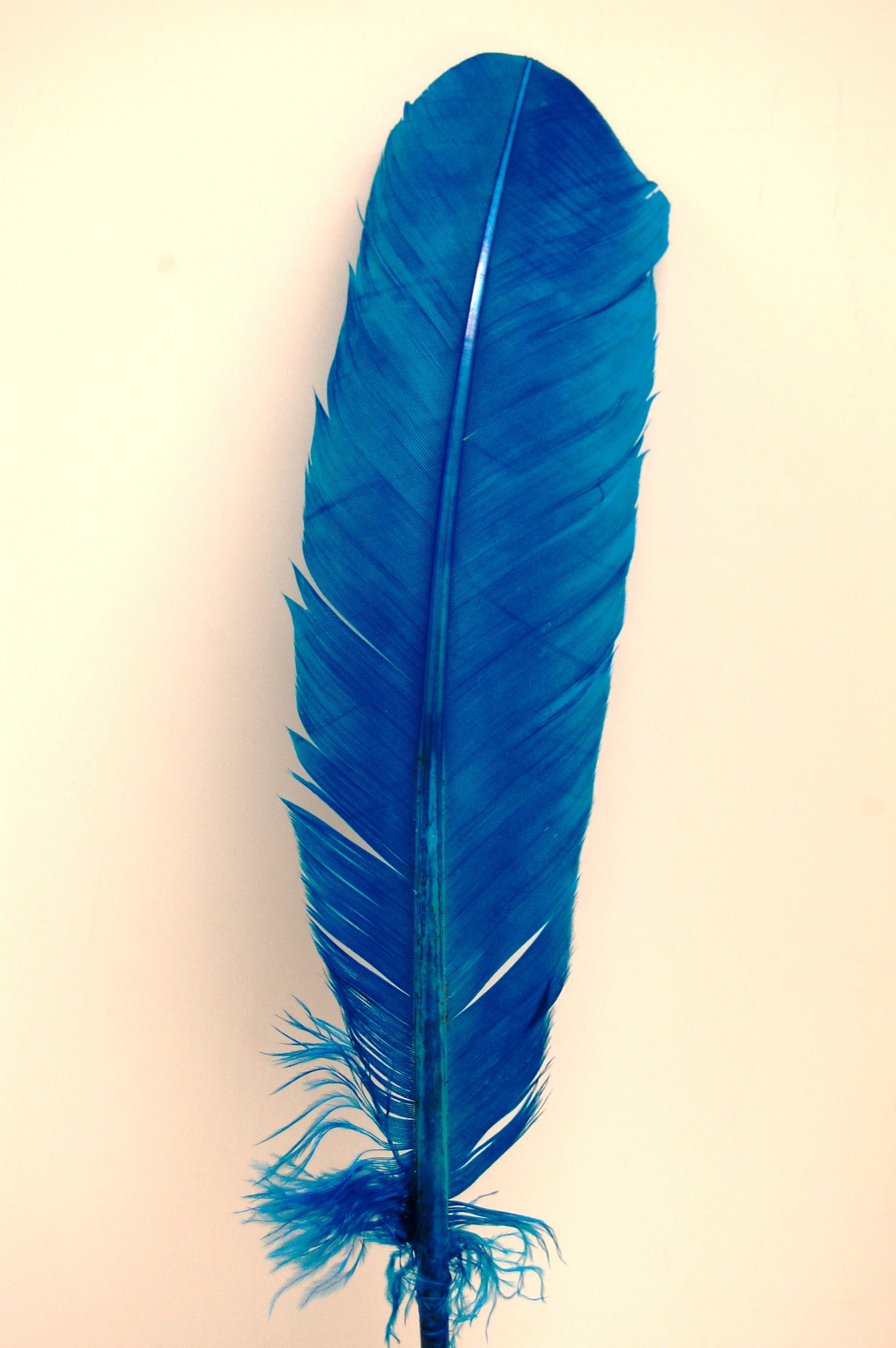 a single turquoise turkey quill 
