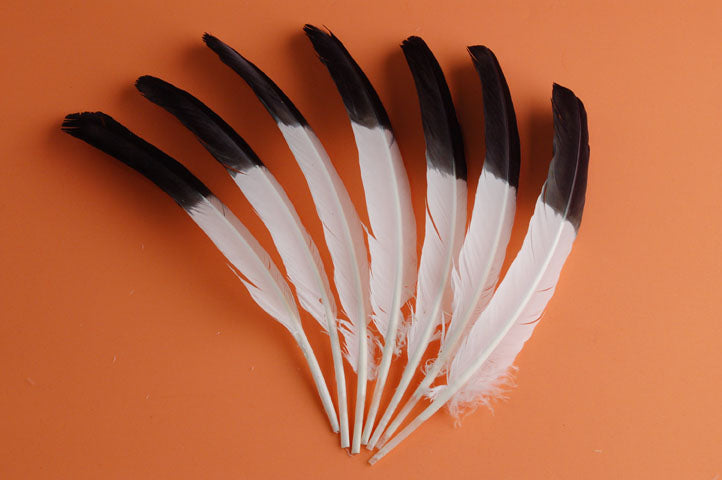 white turkey quills with black tips