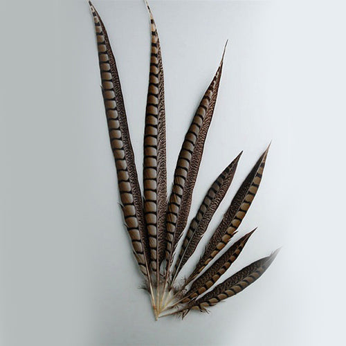Lady Amherst Pheasant Tails 4-50"